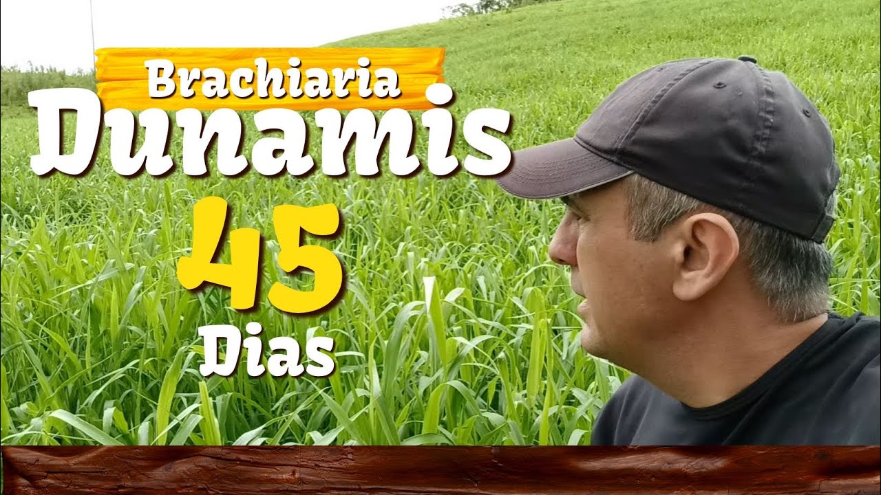 Brachiaria Dunamis INCRÍVEL 45 dias de plantio - Vd 65