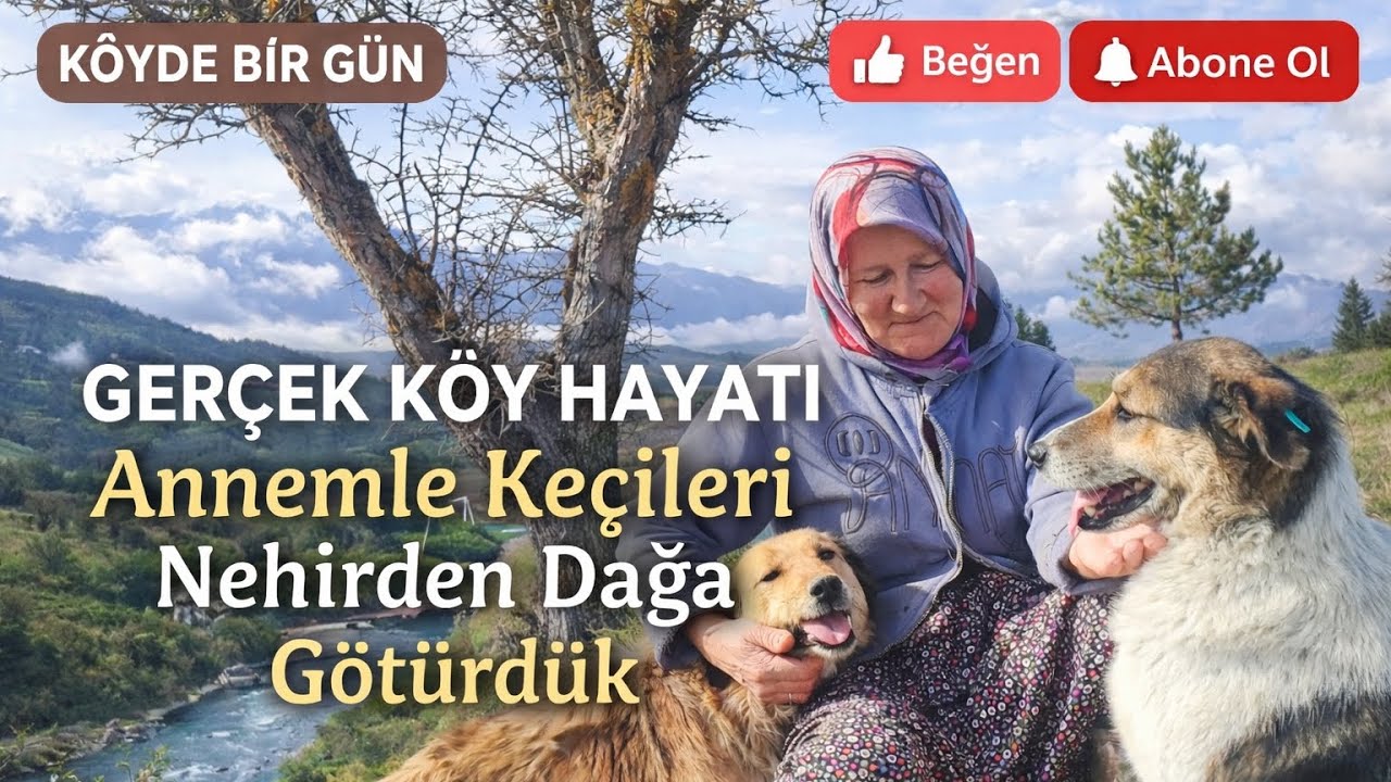 Gerçek Köy Hayatı | Annemle Keçileri Nehirden Dağa Götürdük #kökvetoprak #köyhayatı 