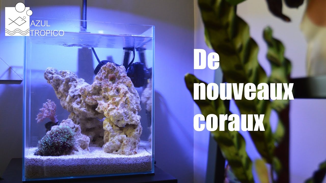 AQUARIUM NANO RECIFAL FACILE (ET PAS CHER) - UPDATE - NOUVEAUX CORAUX
