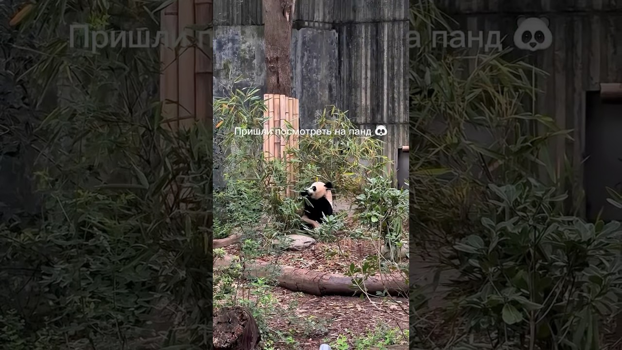 📍 Chengdu Panda Base #travel #china #panda #nature