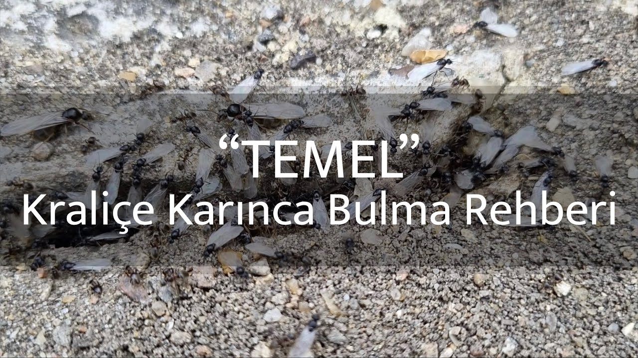 “TEMEL” Kraliçe Karınca Bulma Rehberi - Karınca Beslemek - Bölüm 1