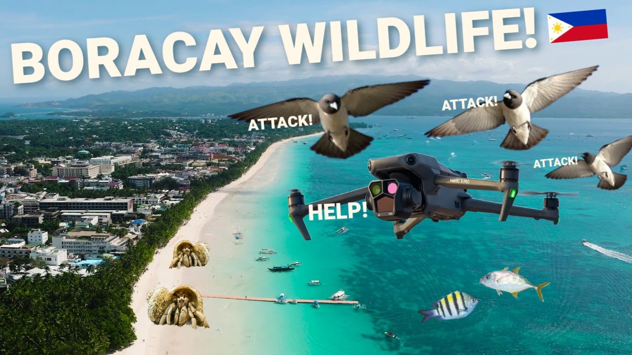 Boracay Wildlife! Bird attacks, fish bites, and hermet crabs! (phil vlog)