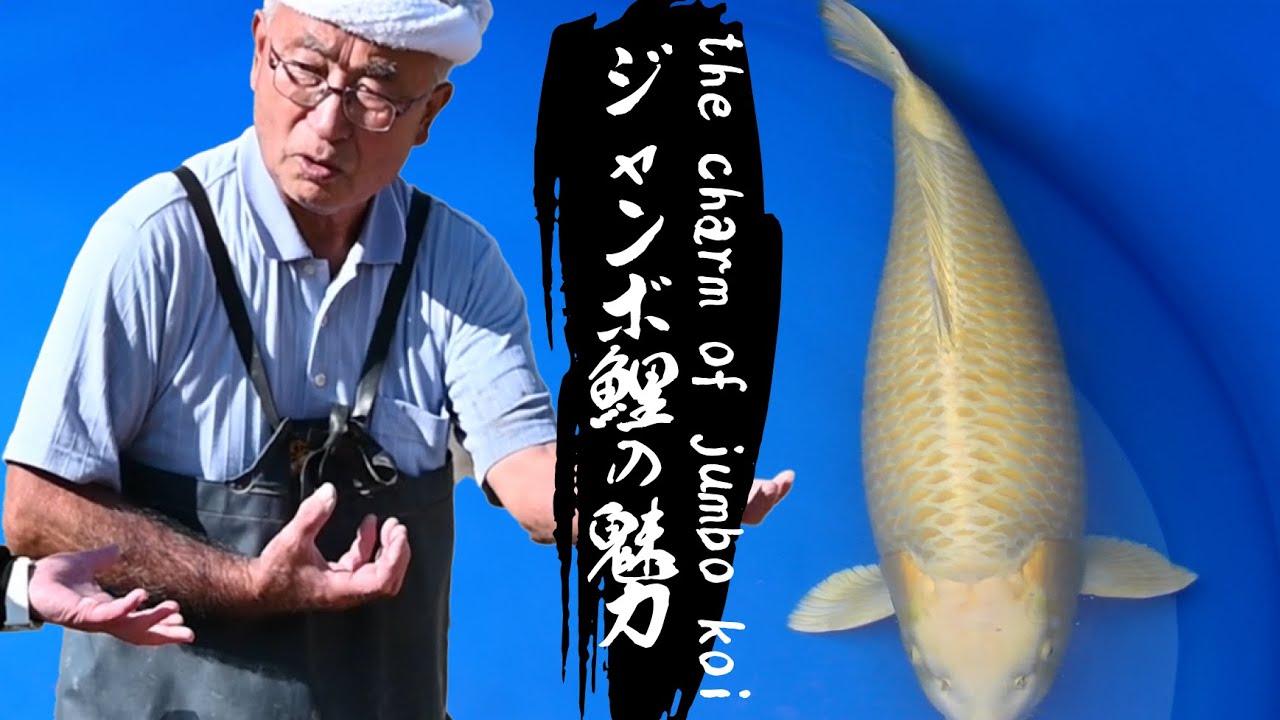 体長90ｃｍを超える錦鯉！？池あげ後の和泉屋養鯉場さんが語る「最高の瞬間」
