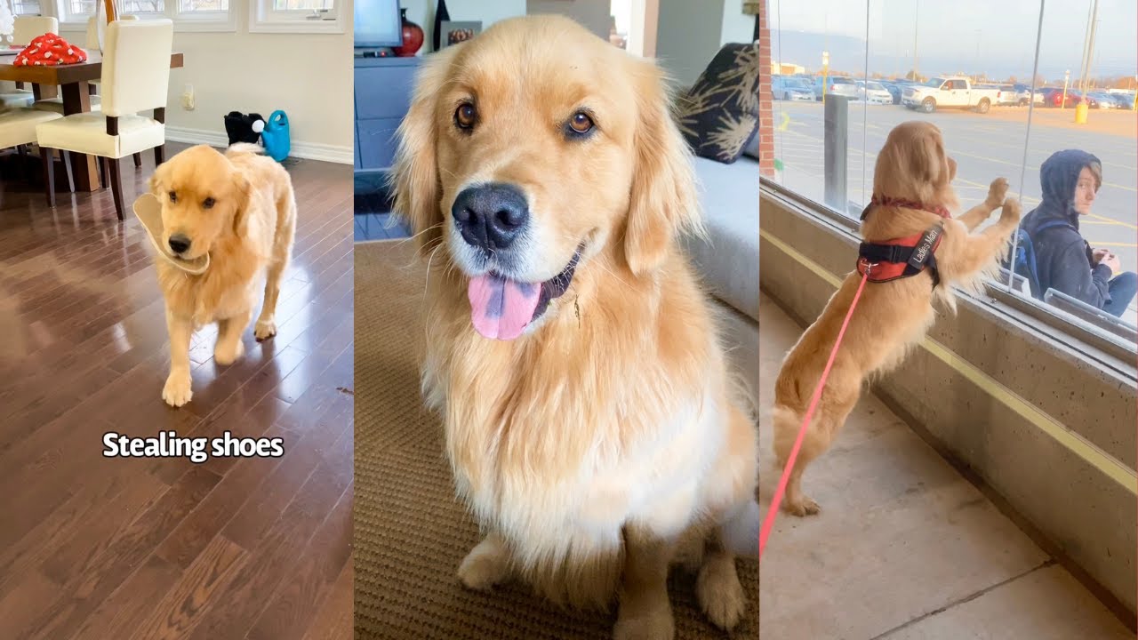 Golden Retrievers Funniest Moments