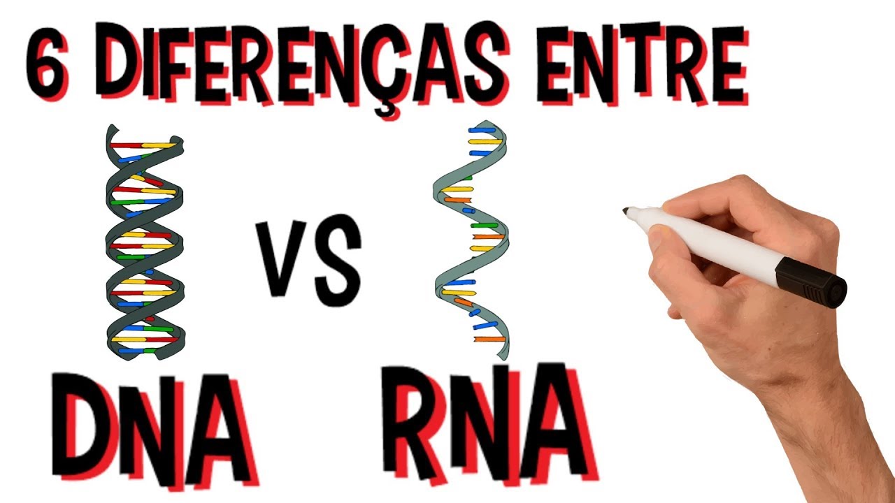 Diferen&ccedil;as entre o DNA e RNA | 6 Principais diferen&ccedil;as | Video Animado