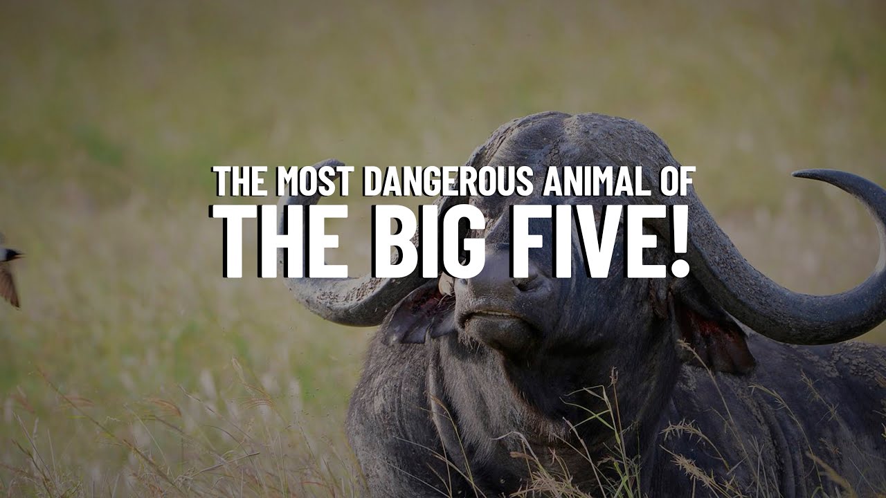 African Cape Buffalo:  The Most Dangerous Member of the Big Five