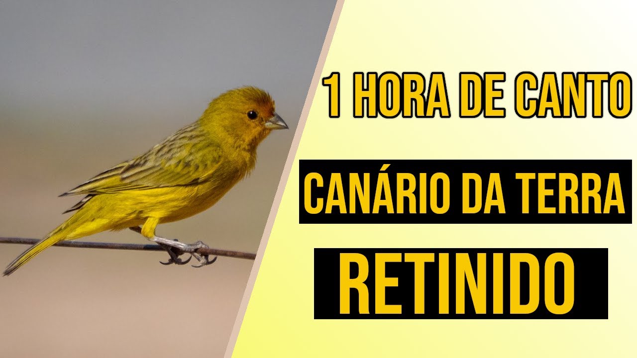 Canto canário-da-terra retinido