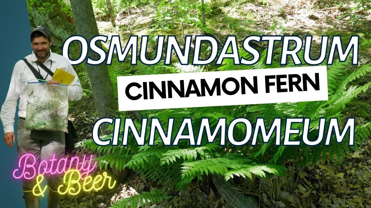 Scott Namestnik describing the Cinnamon fern (Osmundastrum cinnamomeum)
