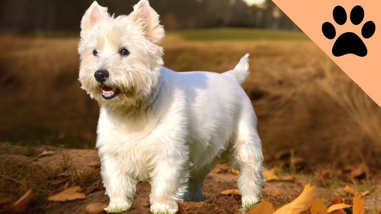 Todo sobre el West Highland White Terrier