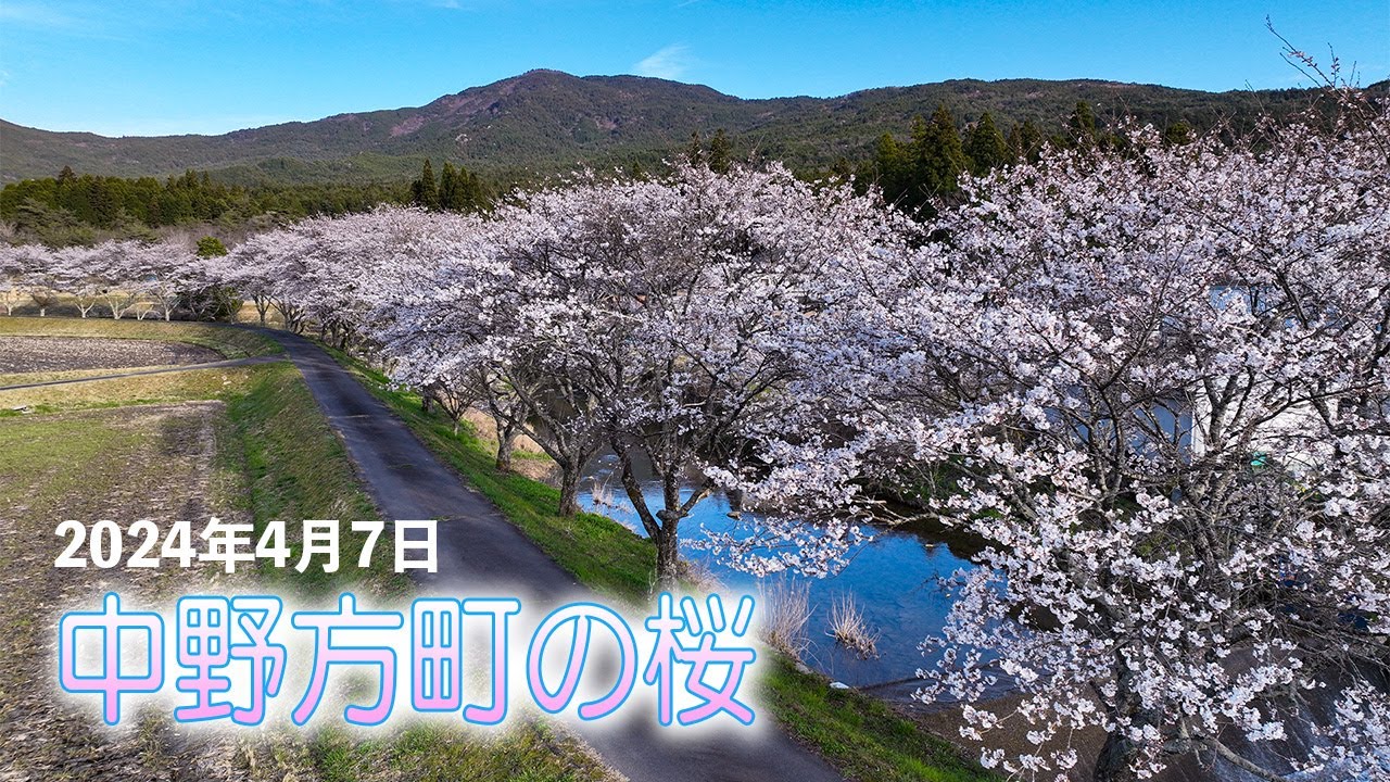 中野方町の桜たち 2024年4月7日