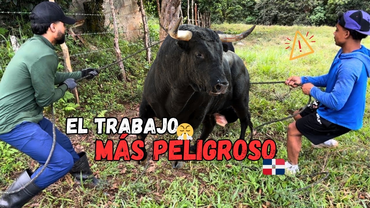 Peligro más Adrenalina así es ser Vaquero en RD🇩🇴