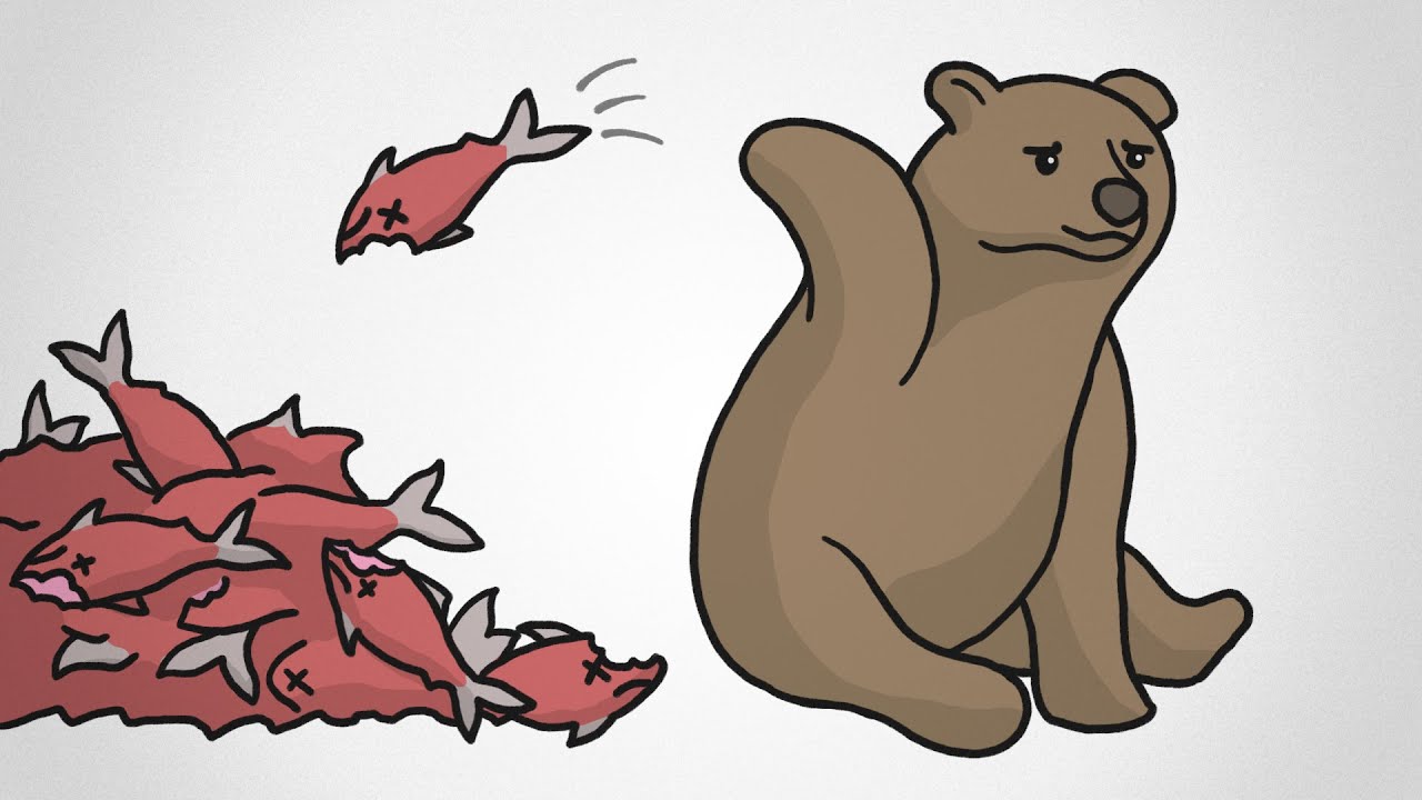 Why These Bears “Waste” Food