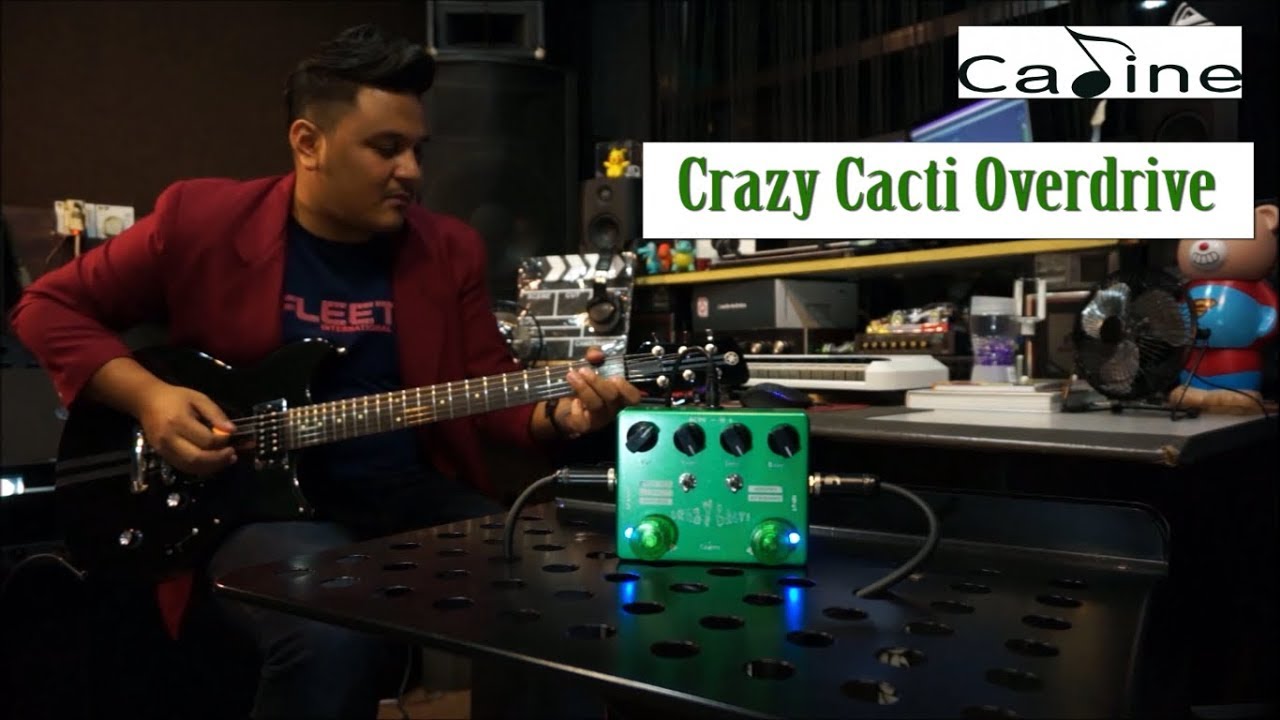 CALINE Crazy Cacti Overdrive CP-20  Pedal Review -  Syuwari Ritchie