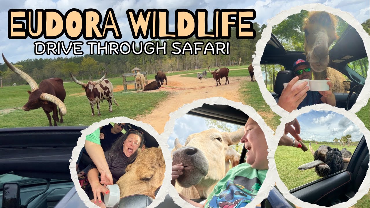 OUR 1ST TIME AT A DRIVE THROUGH SAFARI | FEED EXOTIC ANIMALS AT EUDORA WILDLIFE SAFARI PARK FROM CAR
