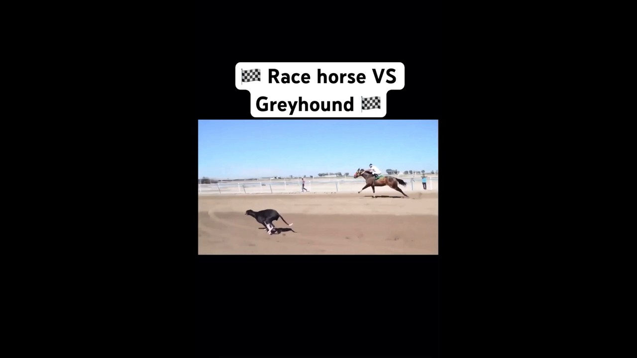 Who wins Race horse VS Greyhound dog part 4 #Shorts #FYP #GoViral #Saluki
