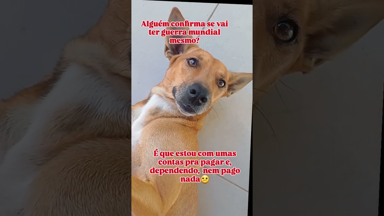 Por favor!🤦🏻&zwj;♀️😂#shortsfunny #pets #animals #shorts #cute #amor #dog #cutedog 🐕😍