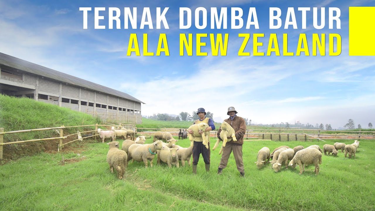 Ternak Domba Batur dengan Harga Fantastis dan Suasana Peternakan Ala New Zealand