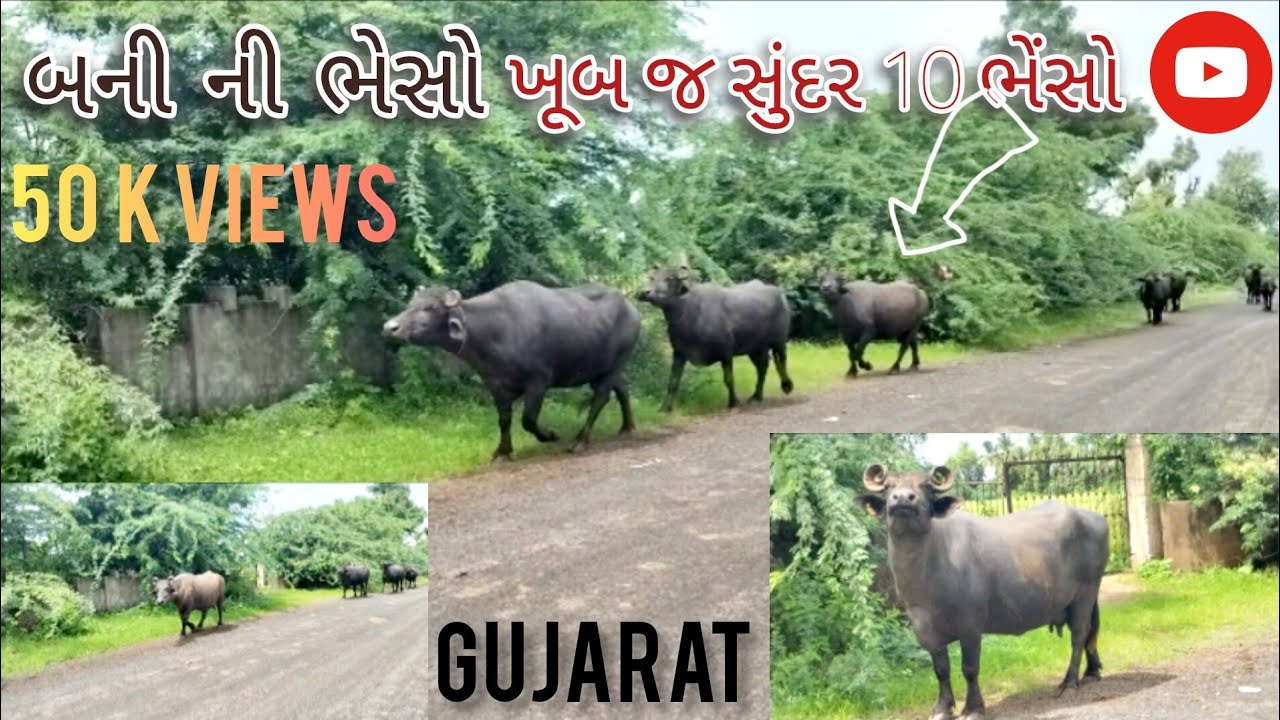 બની ની ટોપ 10 ભેંસો ખૂબ જ ખૂબસૂરત ભેસો || રૂપ નો કટકો એવી  ભેસોસો#વશ bafflo#banibafflo#50kviwes#