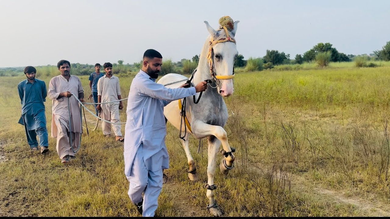 Went to dina to see my horse & drop few  things/ Umzz D / Mirpur AJK / pklivin / mirpuriboyz / 2023