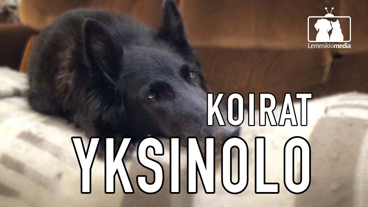 KOIRAT: Koiran totuttaminen yksinoloon ⎥ ARJEN TUKITOIMINNOT