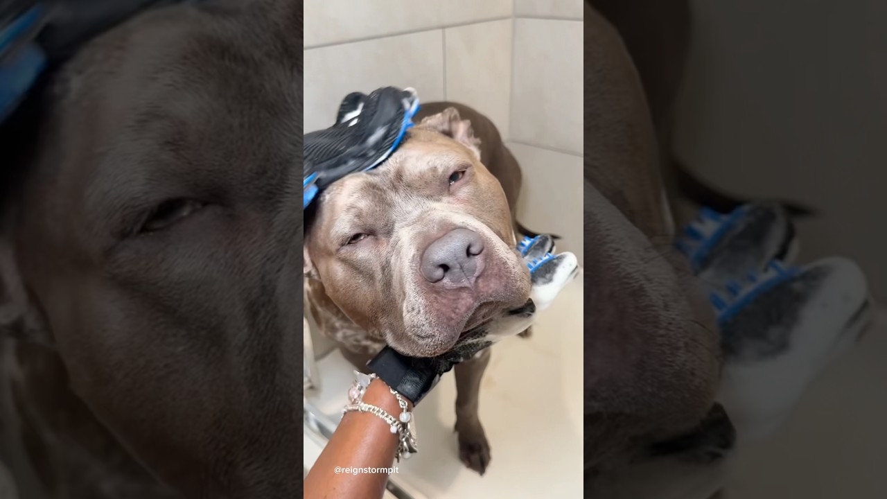 ASMR Immersive Bath Time Routine 🫧🐾🧼 #dogbath #bath #asmr