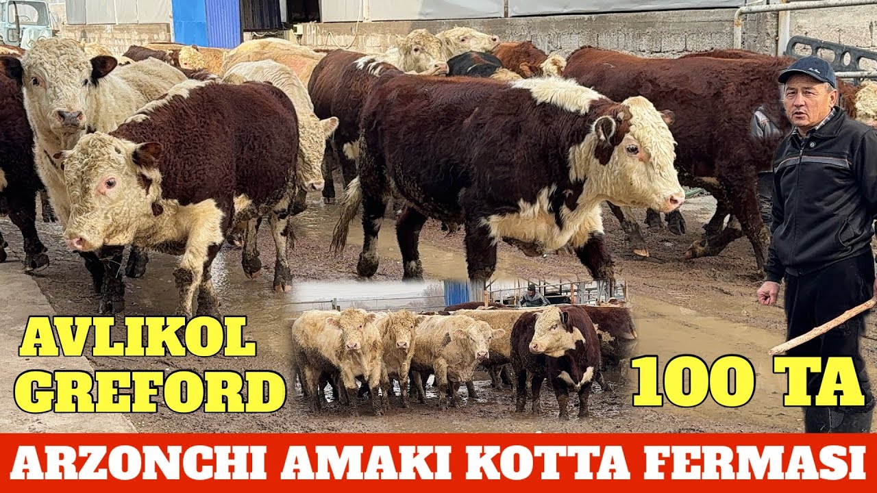 O'TKIR AKA FERMASI AVLIKOL GREFORD PLEMINNOY 100 BOSH BUQALARI KELDI ARGINAL