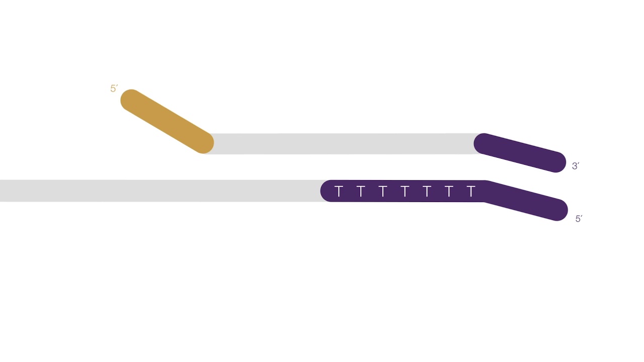Collibri 3' mRNA Library Prep for Illumina Systems