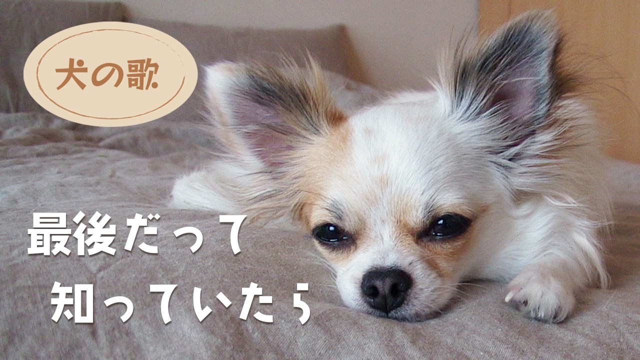 【犬の歌】最後だって知っていたら   - 染矢敦子 - 歌詞付き フルアレンジ ver.