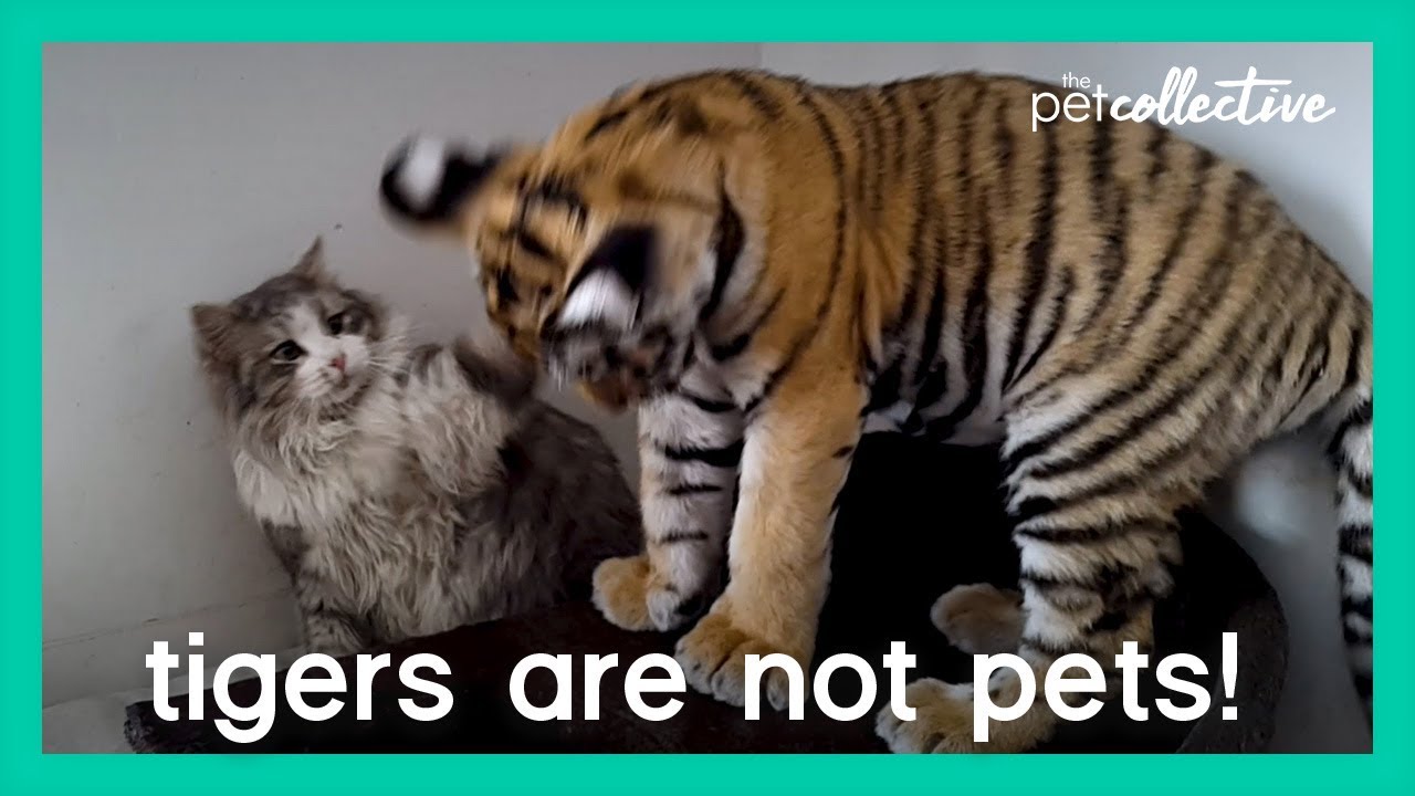 Tigers Are Not Pets | The Pet Collective