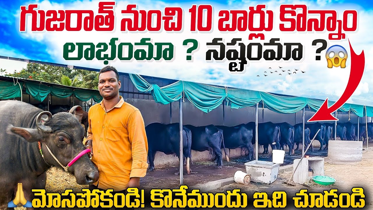 🔥గుజరాత్ లో 10 గేదెలు కొన్నాం || 💸 వాటి ధరలు || లాభం మా✅ నష్టం మా❎ ||#gujaratbuffalos #dairyfarm 