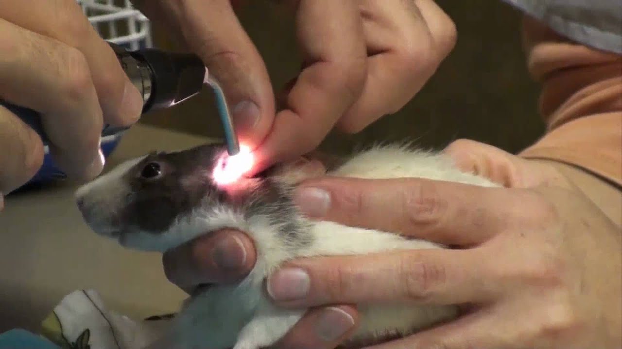 Veterinarian Examines Pet Rat 