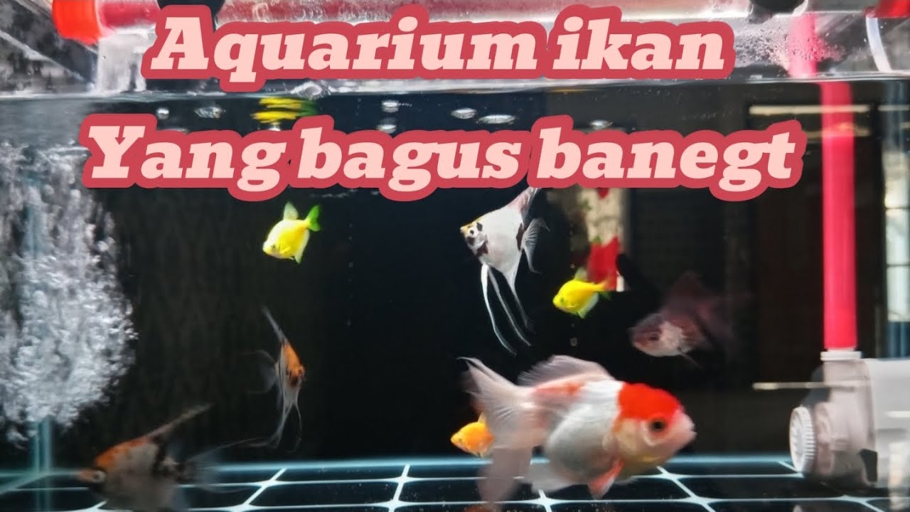 Aquarium Cantik Ikan Mas Koki & Manfish | Setup Tank Minimalis + Aerator Bubble
