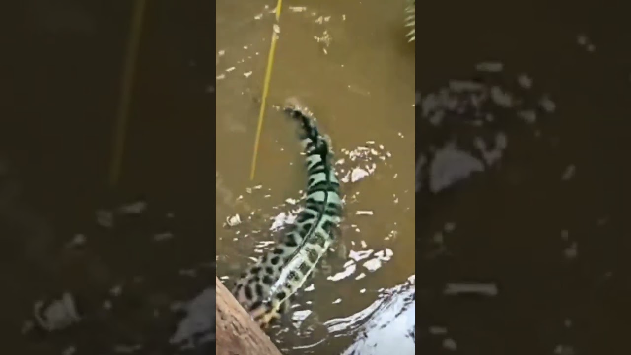ngeri Mancing ikan toman monster pakai umpan ayam utuh #predatorfish