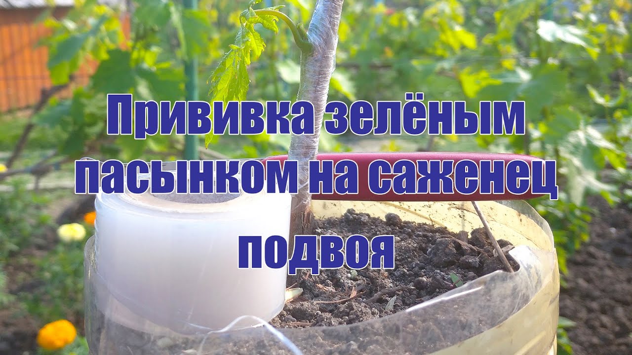Прививка зелёным пасынком на саженец подвоя