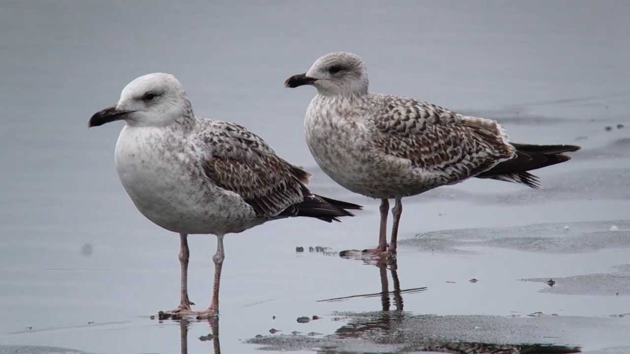 Mewa białogłowa i srebrzysta / Caspian Gull + Herring Gull