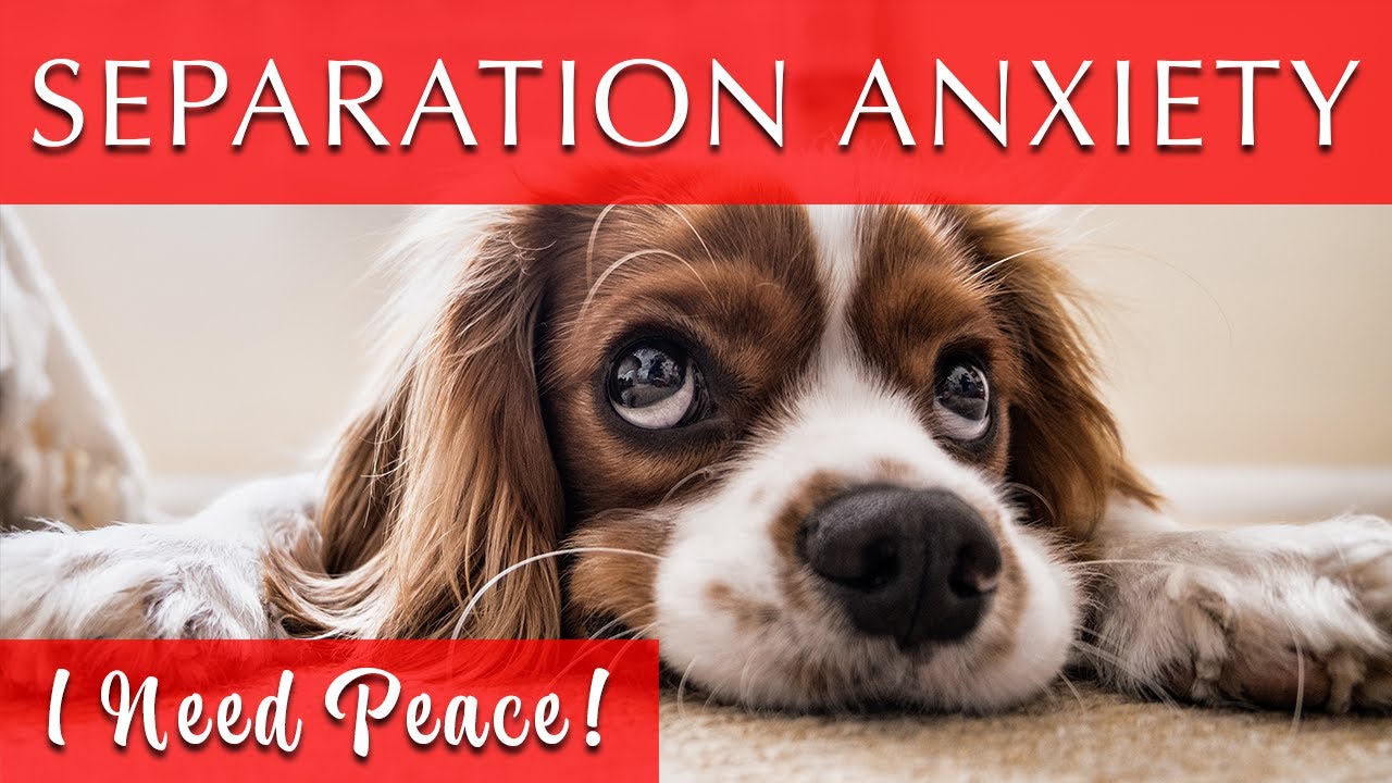 Calming Music for Dogs With High Anxiety | 528 Hz