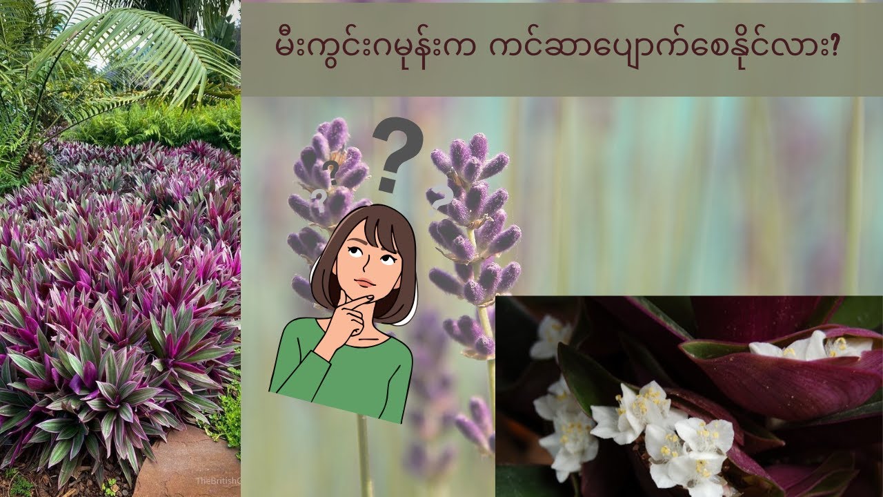 သင်မသိသေးတဲ့ မီးကွင်းဂမုန်း အကြောင်း သိကောင်းစရာ အဖြာဖြာ 101...(Rhoeo discolor)