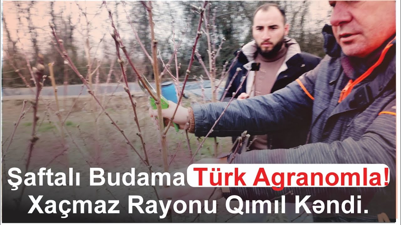 Şaftalı Budaması Yeni üsul Türk Agranomla!