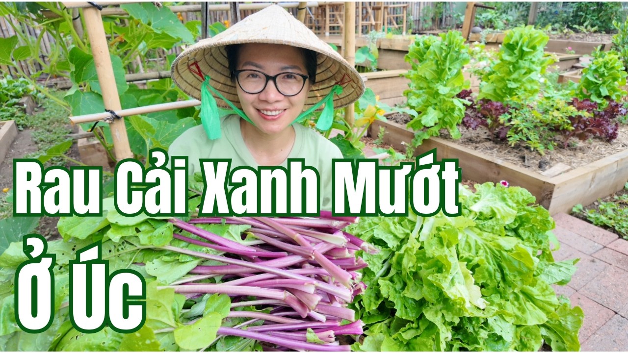 Cuộc Sống Úc - Thu Hoạch Cải Bẹ Nhúng, Cải Ngồng Tím - Vườn Rau Sạch Ở Úc