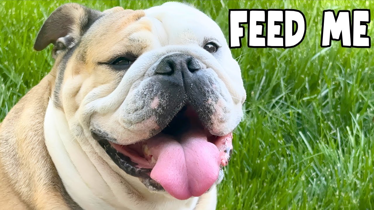 NEVER BBQ with a CUTE Bulldog Around...
