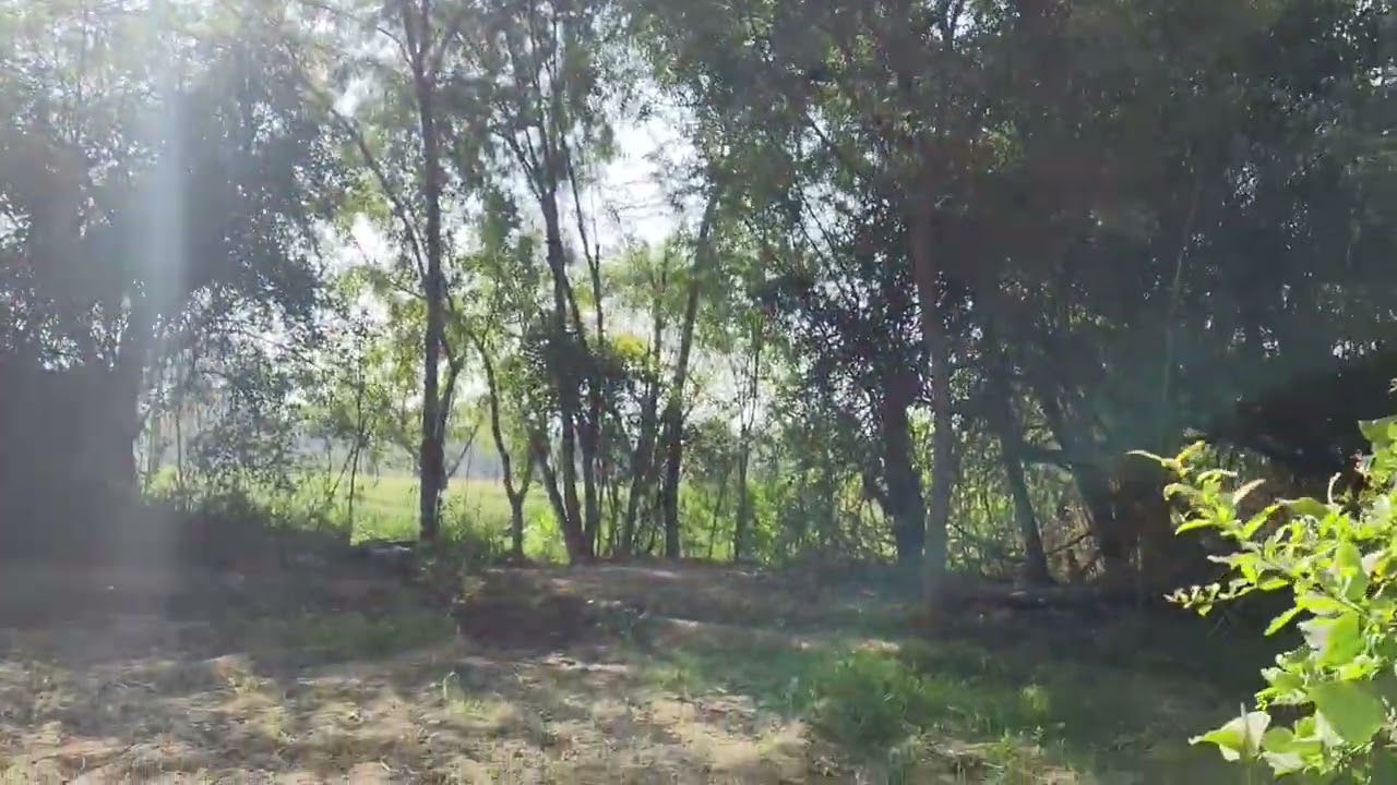 गांव जैसी मज़ा कही और नहीं । #trending #virel #kisan #khedut #vlog #gav #gamadu 