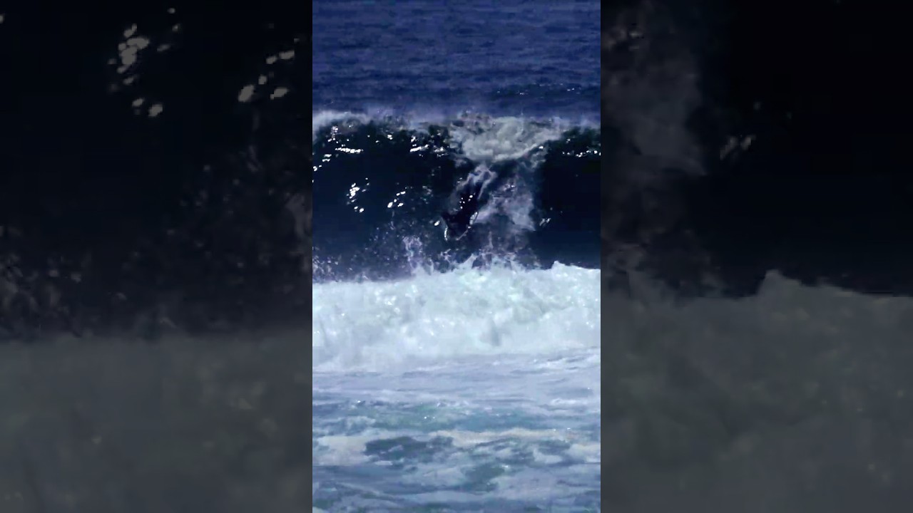 Stopped dead in his tracks at the island  #surfcircus #surf #surfing #waves #sharkisland #wipeout