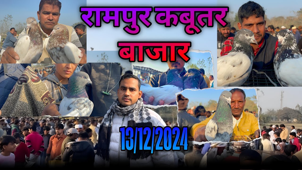 रामपुर कबूतर बाजार Rampur Kabootar bajar 13/12/2024
