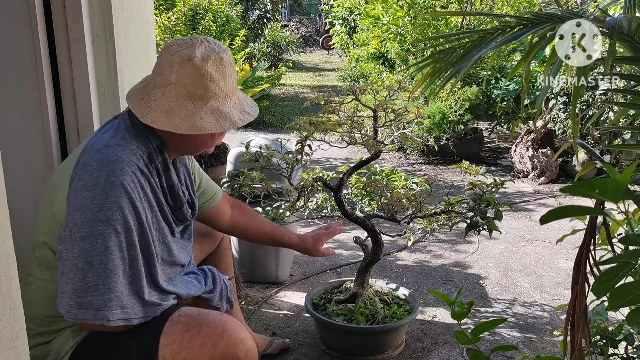 Превращение садовой находки в бонсай 🌿 | Материалы для бонсай из сада