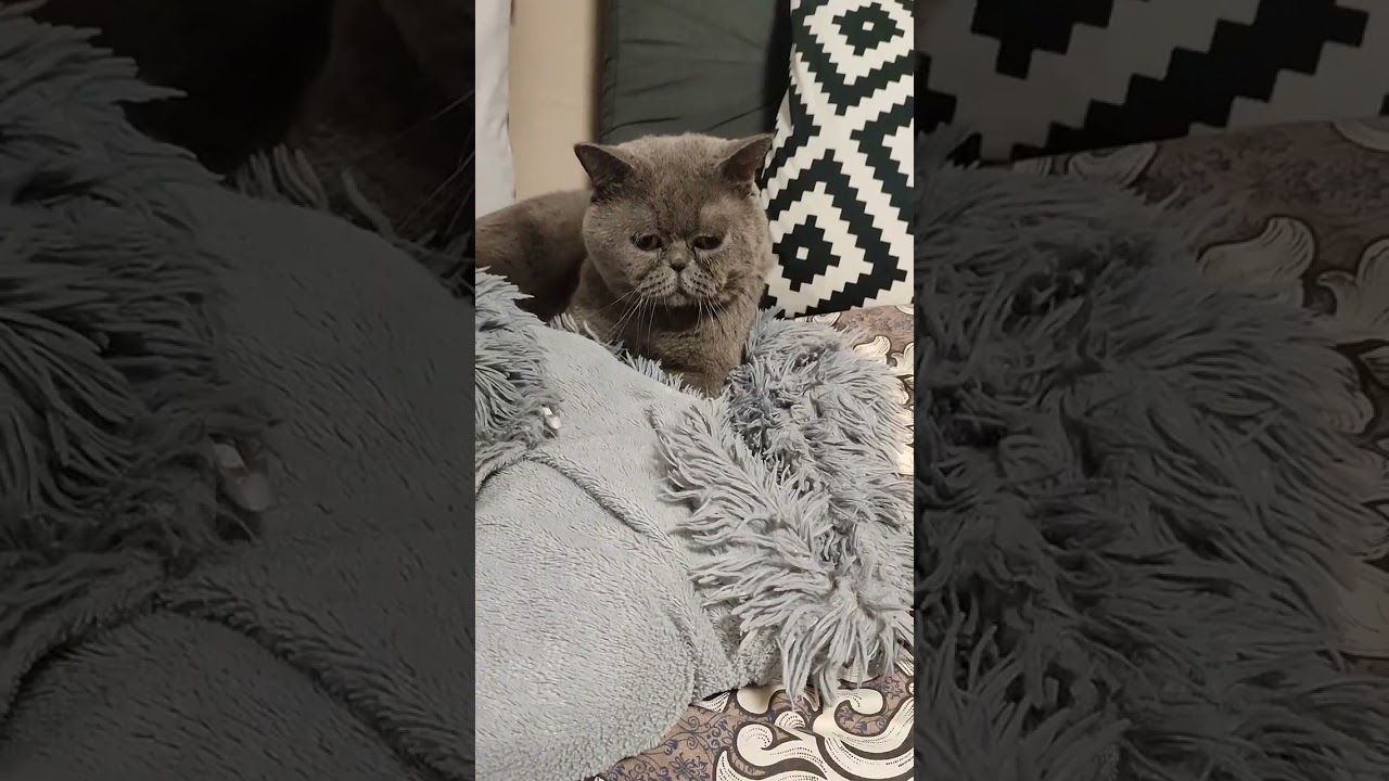 15.03.2026г.котик Честер 😸)