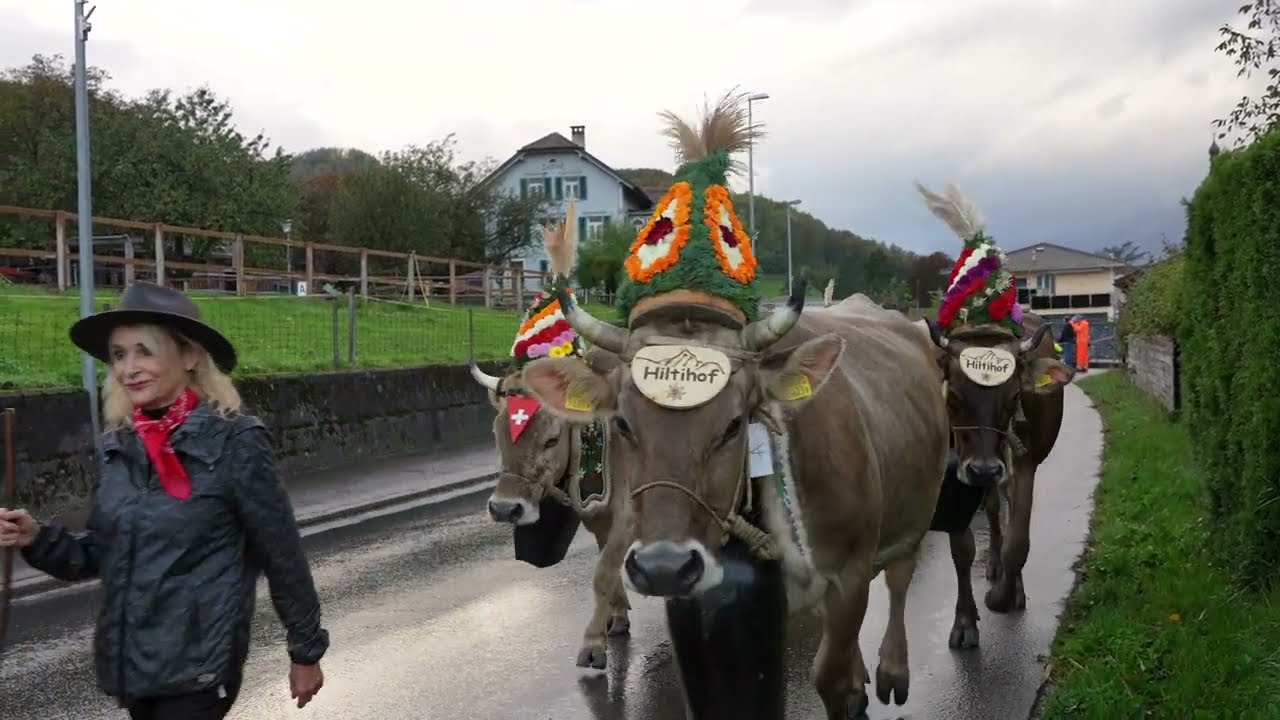 Herbst Viehschau Mels 2024