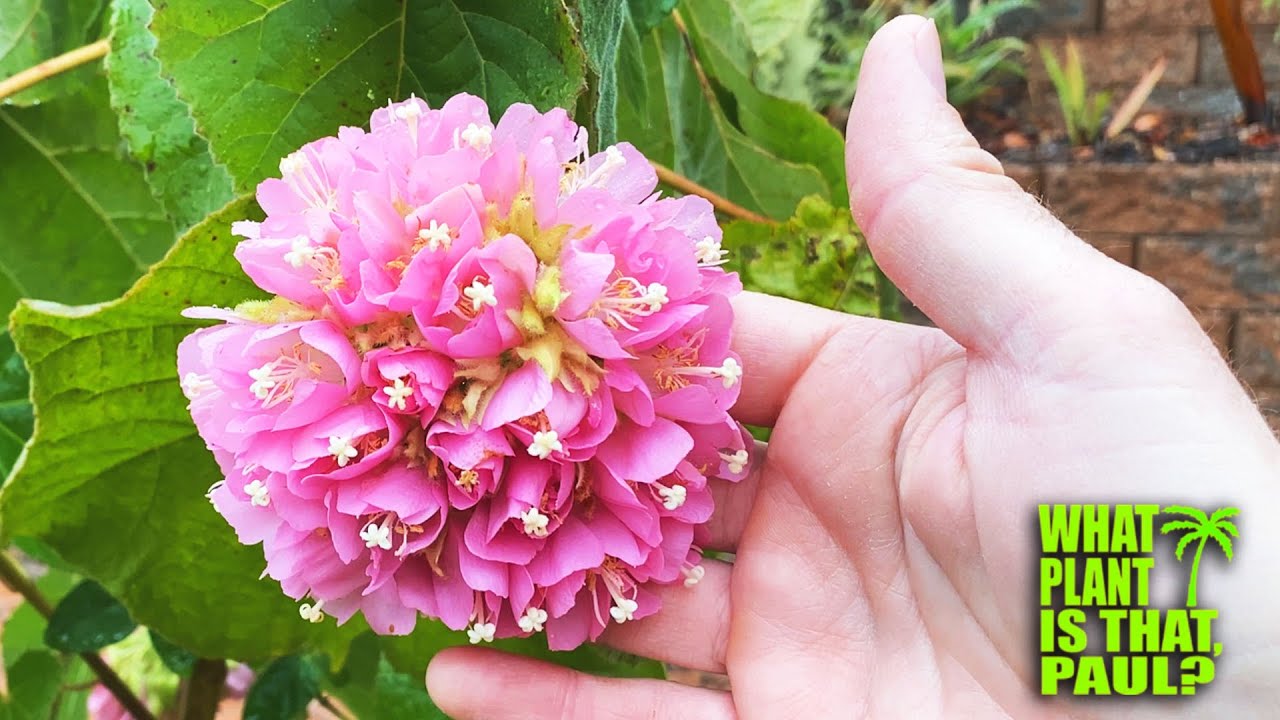 Dombeya x Cayeuxii (Pink-Ball) A STUNNING Winter BLOOMER that Produces Beautiful Pink Clusters