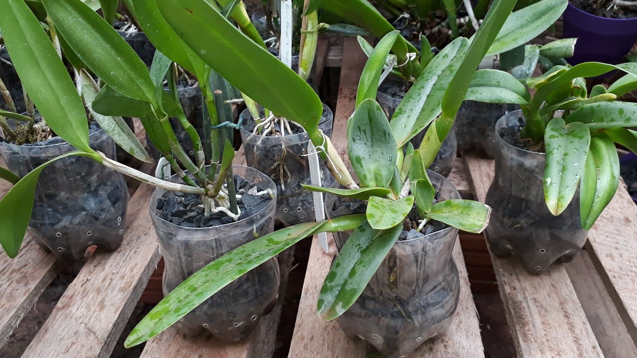 Como plantar orquídeas na garrafa pet com pedra brita