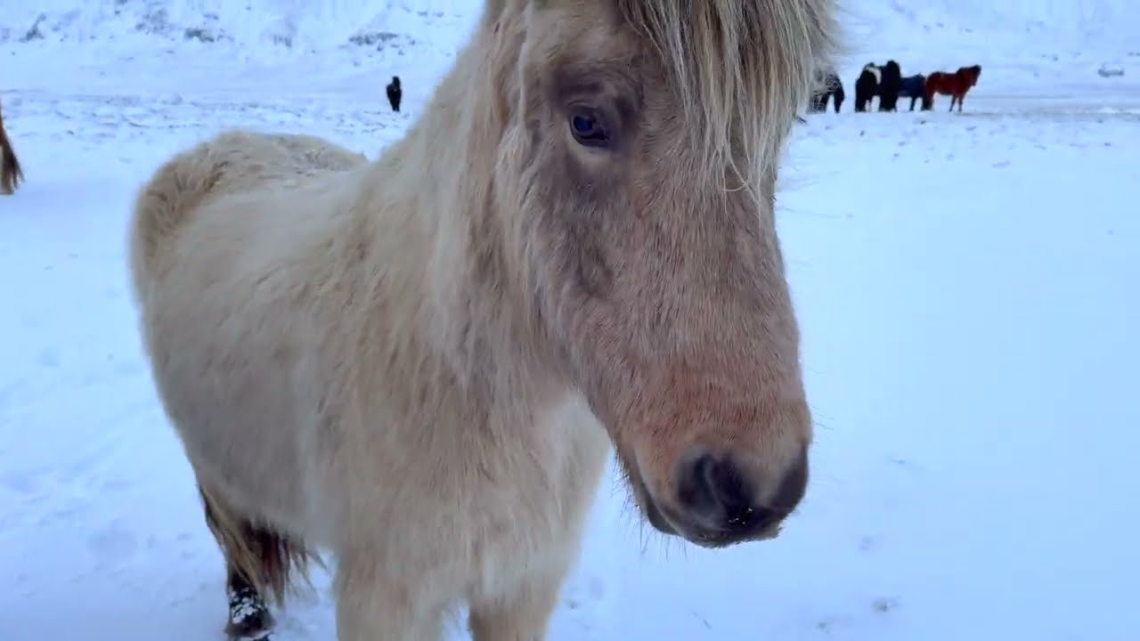 HugoFilms #25 Islandia