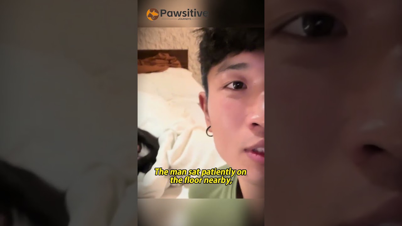 Unexpected Guests: A Cat Gave Birth in the Tourist's Hotel Room